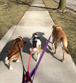 Ann Arbor dog walker