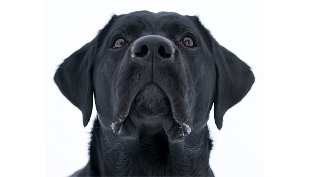 Black Labrador Retriever